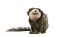 Young White-headed Marmoset