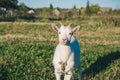Young white horned goat grazes in a green meadow on a bright sunny day Royalty Free Stock Photo
