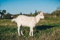 Young white horned goat grazes in a green meadow on a bright sunny summer day Royalty Free Stock Photo