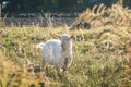 A young white hornless goat grazes in a green meadow on a bright sunny summer day Royalty Free Stock Photo