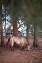 Young white horse below the pine tree on the shore