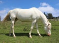 young white horse outdoors Royalty Free Stock Photo