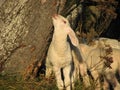 Young white lamb in a flock in the mountain Royalty Free Stock Photo