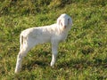 Young white lamb in a flock in the mountain Royalty Free Stock Photo