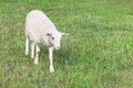 Young white lamb walks on the field, grazing in the meadow