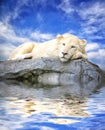 Young white lion sleep on the rock with reflections in water Royalty Free Stock Photo