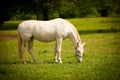 Young white Lipizaner horse on pasture in spring