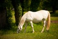 Young white Lipizaner horse on pasture in spring
