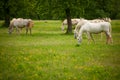 Young white Lipizaner horse on pasture in spring