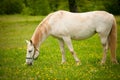 Young white Lipizaner horse on pasture in spring