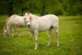 Young white Lipizaner horse on pasture in spring