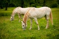 Young white Lipizaner horse on pasture in spring