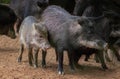 Young White-lipped Peccary Royalty Free Stock Photo