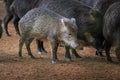 Young White-lipped Peccary Royalty Free Stock Photo