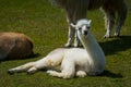 Young white llama resting on grass Royalty Free Stock Photo