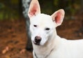 Young white male German Shepherd and Bull Terrier dog with large ears outside on leash