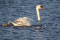 Swan with a Little White Cygnet Riding on it`s Back