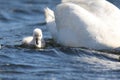 Swan with a Little White Cygnet on a Blue Lake