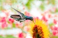 A young White-necked Jacobin hummingbird, Florisuga mellivora, with a colorful background Royalty Free Stock Photo