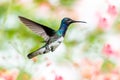 Colorful photo of the tropical White-necked Jacobin hummingbird hovering in the air Royalty Free Stock Photo