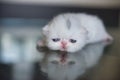 Young white persian kitten Royalty Free Stock Photo