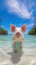 Young White Pig Wading in Shallow Tropical Beach Waters Royalty Free Stock Photo