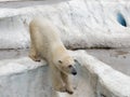 Young white polar bear climbing on artificial ice rock with head facing down Royalty Free Stock Photo