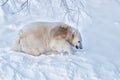 Young white polar bear walking in deep snow Royalty Free Stock Photo