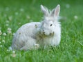 Young white rabbit sitting Royalty Free Stock Photo