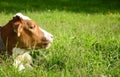 Young white and red color cow, a calf in the green grass in a meadow. Cattle grazing, young cattle. Symbol 2021. New year 2021 Royalty Free Stock Photo