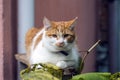 Young white-red-headed cat is sitting on the railing Royalty Free Stock Photo