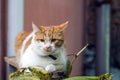 Young white-red-headed cat is sitting on the railing Royalty Free Stock Photo