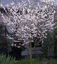 Young white redbud tree Cercis canadensis texensis