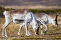 A young white reindeer in Scandinavia's mountain region