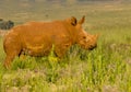 Young white rhino