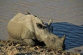 Young White Rhino with Companions. Royalty Free Stock Photo