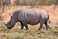 Young White Rhino grazing grass Royalty Free Stock Photo