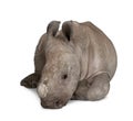 Young White Rhinoceros against white background Royalty Free Stock Photo