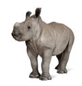 Young White Rhinoceros against white background