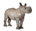 Young White Rhinoceros against white background Royalty Free Stock Photo