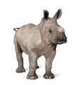 young White Rhinoceros or Square-lipped rhinoceros - Ceratotheri