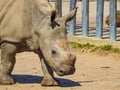 Young White rhinoceros walking on dust in sunshine Royalty Free Stock Photo
