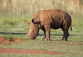 Young White Rhinocerus grazing on short green gras Royalty Free Stock Photo