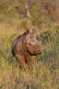 Young white rhinocerus standing in grassland in evening light Royalty Free Stock Photo