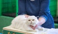 Young scottish fold cat at annual cats show