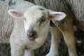 Young white sheep, lamb - close-up on head Royalty Free Stock Photo