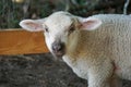 Young white sheep, lamb - close-up on head Royalty Free Stock Photo