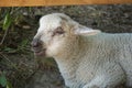 Young white sheep, lamb - close-up on head Royalty Free Stock Photo