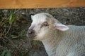 Young white sheep, lamb - close-up on head Royalty Free Stock Photo