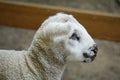 Young white sheep, lamb - close-up on head Royalty Free Stock Photo
